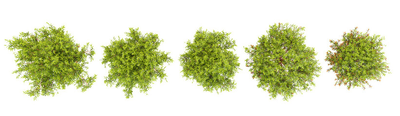 Fototapeta premium collection of teddy arborvitae trees beautiful isolated on white background from top view