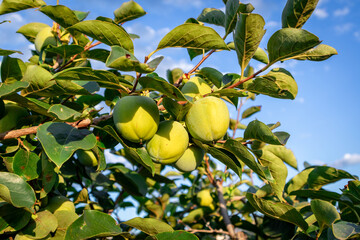 Persimmon crops ready to be harvested in the Valencian Community.