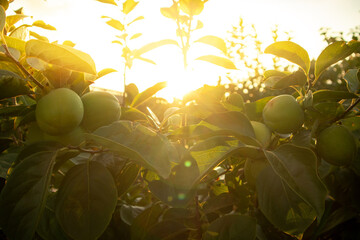 Persimmon crops ready to be harvested in the Valencian Community.