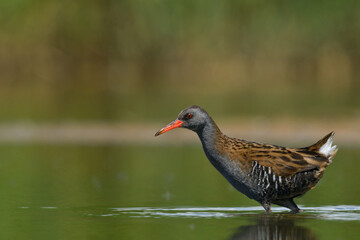Wasserralle