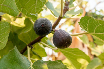 Ripe breves, ready to be harvested in Spain.