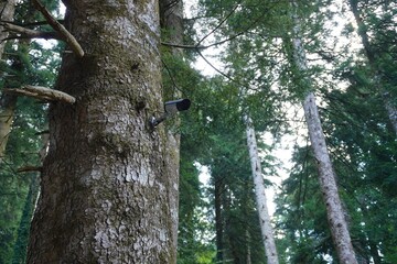 Fototapeta premium CCTV camera on a tree. Provides round-the-clock surveillance of what is happening in the forest, animal movements are tracked, environmental protection and order are ensured.