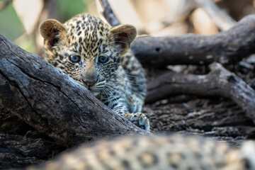 Cute Leopard cub. This leopard (Panthera pardus) cub is coming out of the den when his mother...