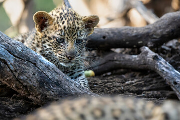 Cute Leopard cub. This leopard (Panthera pardus) cub is coming out of the den when his mother...