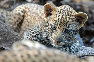 Cute Leopard cub. This leopard (Panthera pardus) cub is coming out of the den when his mother arrives -  in Mashatu Game Reserve in the Tuli Block in Botswana