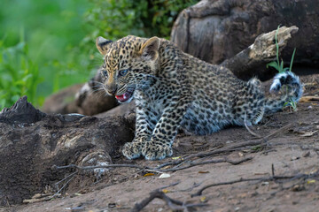 Cute Leopard cub. This leopard (Panthera pardus) cub is coming out of the den when his mother arrives -  in Mashatu Game Reserve in the Tuli Block in Botswana