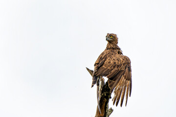 Brown Snake Eagle (Circaetus cinereus) in the rain. This completely wet Brown Snake Eagle is drying his wings before flying away in the Kruger National Park in South Africa