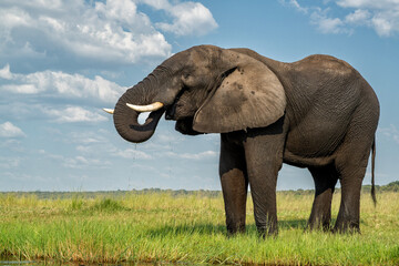Obraz premium Close encounter with a bull elephant from a boat. African elephant searching for food and water at the Chobe River between Botswana and Namibia in the green season.