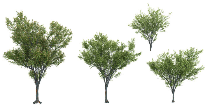 Jungle green vase zelkova trees shapes cutout 3d render