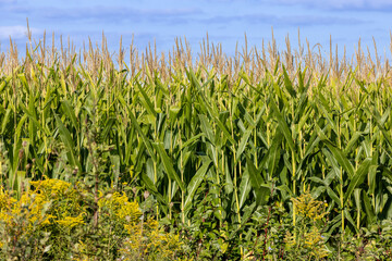 A field of tall ripening corn