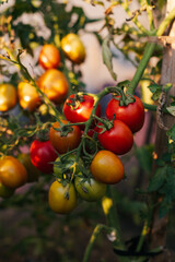 Freshly picked tomatoes of different varieties in a bowl