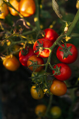 Ripe tomato branch. Tomato crop