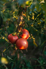 Ripe tomato branch. Tomato crop