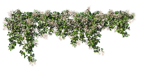 Fototapeta premium 3D render ivy on transparent background