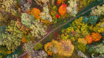 autumn landscape. aerial view of colorful forest. drone shot