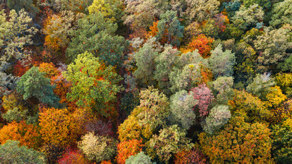 autumn landscape. aerial view of colorful forest. drone shot