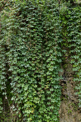 green wall of  ivy leaves background, densely covering a rocky surface, nature gardening background