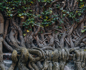 intertwined tree branches and roots on the wall 