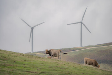 Panoramic view of Windmill farm in Spain, Picón Blanco.