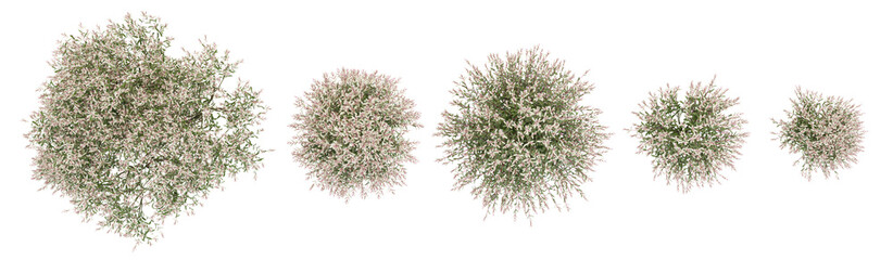 set of Tri color dappled willow trees on transparent background from top view © Saifstock