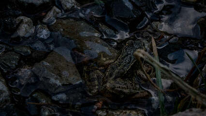 Rana en un rio del pirineo