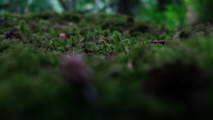 Obraz premium Musgo bosque de irlanda