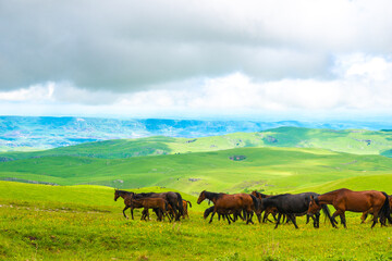 Fototapeta premium A herd of horses graze on a picturesque pasture high in the mountains. Caucasus