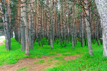Beautiful pine forest on a fine summer day. Russia