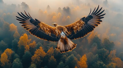 Obraz premium Golden Eagle Soaring Through Foggy Autumn Forest