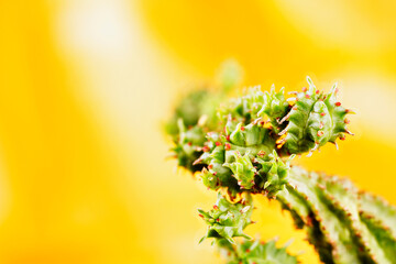 Euphorbia plant detail