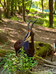 A beautiful Dorcas Gazelle stands tall in a green woodland, its long slender horns and soft coat blending into the natural surroundings.
