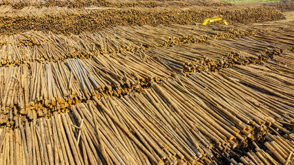 Vis&atilde;o a&eacute;rea de toras de madeira de eucalipto empilhadas, destinadas &agrave; produ&ccedil;&atilde;o industrial de papel e celulose, destacando pr&aacute;ticas de manejo sustent&aacute;vel e economia florestal