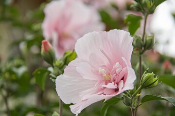 pink magnolia flowers