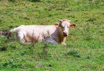 cow in the meadow