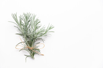 A bouquet of curry plant on white background. Horizontal format and copy space.