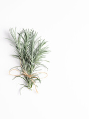 A bouquet of curry plant on white background. Horizontal format and copy space.