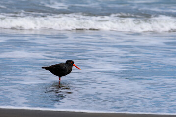 Black oystercatcher bird on Muriwai beach. New Zealand