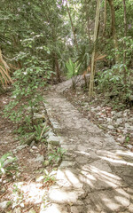 Natural tropical way walking path jungle nature palm trees Mexico.