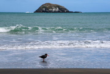 Black oystercatcher bird on Muriwai beach. New Zealand