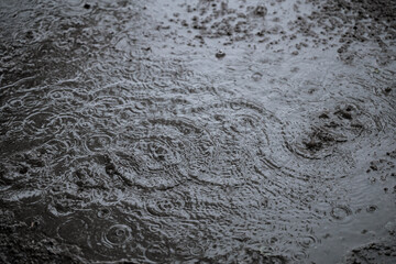 Raindrops on a puddle, splashes and ripples on the water.