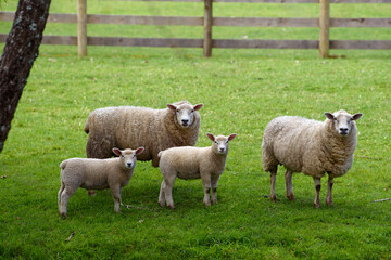 Family of sheep. New Zealand