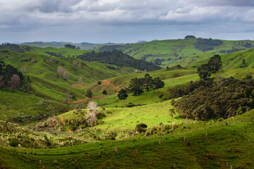 Obraz premium Green hills landscape. New Zealand