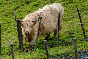 Highland cow. New Zealand