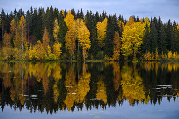 Forest reflected in water. Colorful autumn landscape in Finland
