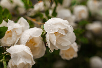 Beautiful white roses with raindrops