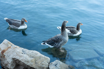 Geese swimming in clear blue water near rocks