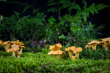 mushroom Cantharellus cibarius in the moss in the forest