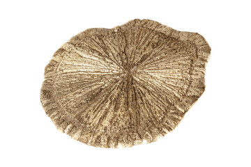 Pyrite Dollar mineral stone on a white background close-up