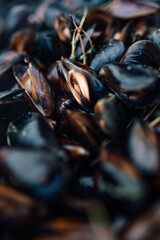 Fresh Cooked Mussels in Herbs Close-up