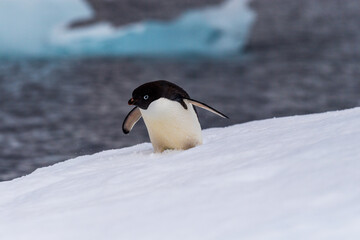 Close-up of an Adelie Penguin - Pygoscelis adeliae- standing on an iceberg, near the fish islands, on the Antarctic Peninsula